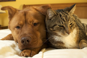 carpet cleaning for pets in metro detroit