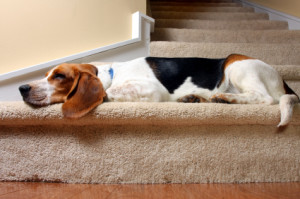 carpet cleaning metro detroit